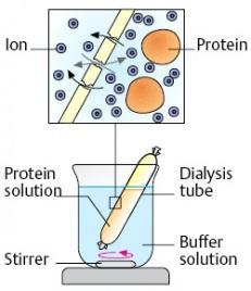 Dialysis Dialysis is used to remove lower-molecular components from protein solutions, or to exchange the medium.