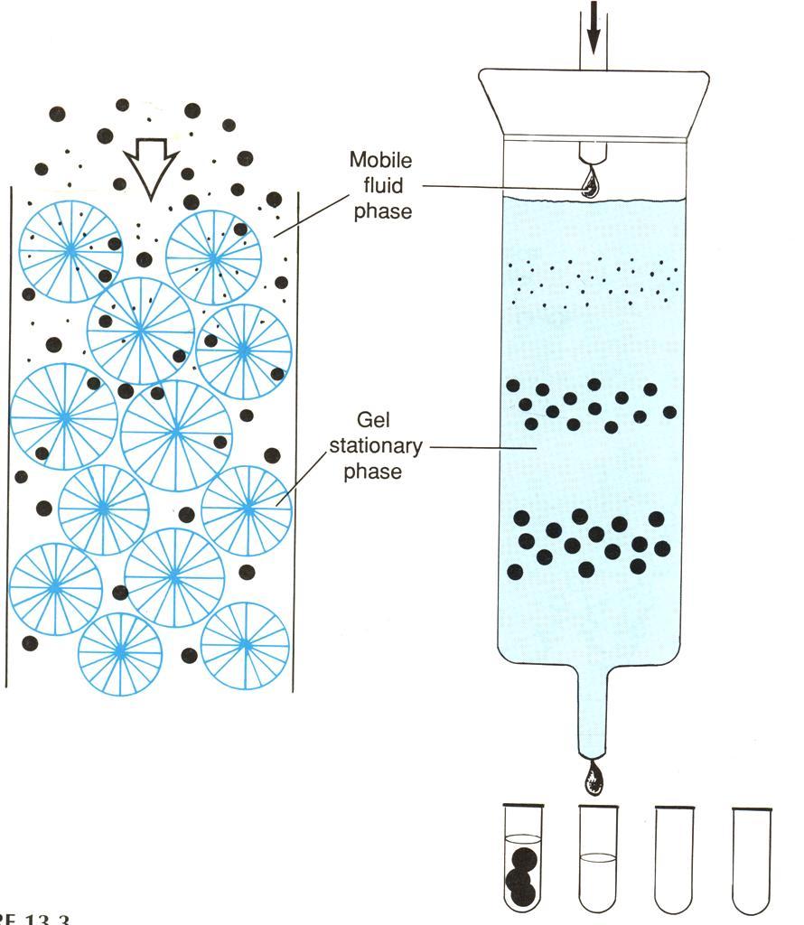 Gel Filtration Chromatography (Molecular exclusion) Molecules are separated according to their size.