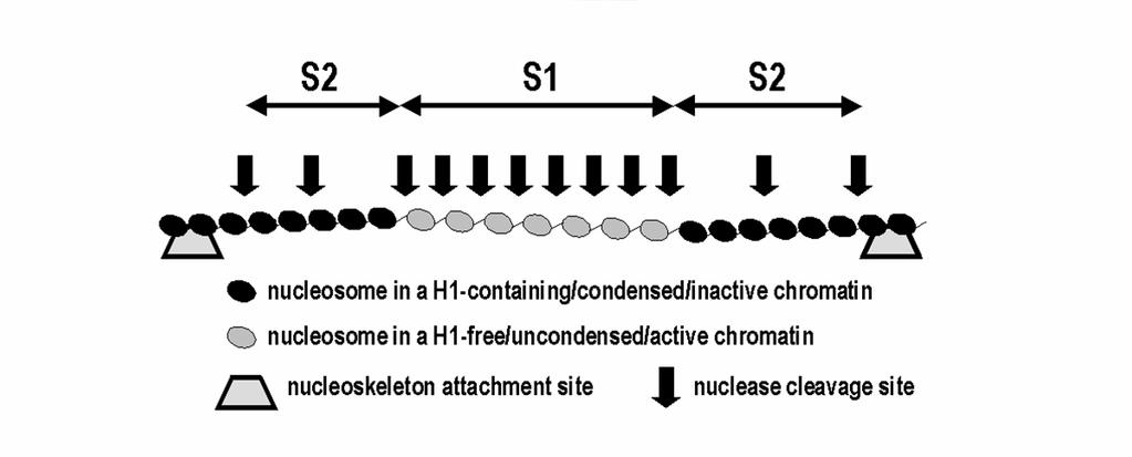 DNA was then purified from the S1 and the S2 fractions and fluorescence-labeled by incorporation of Cy5 using the standard DNA random primer procedure (Amersham Pharmacia).