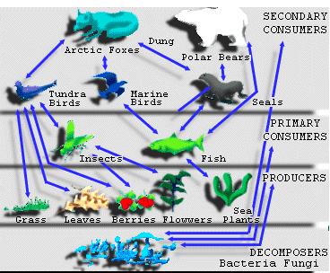 herbivores 3 rd trophic level is usually