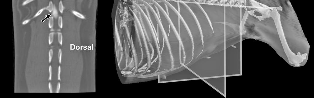 Moreover, CT and MR volume datasets can be reformatted in any imaging plane, or as 3D projections, allowing better representations of structural anatomic relationships.