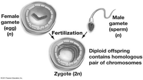 3.4.U2 - Gametes are haploid so contain only one allele of each gene.