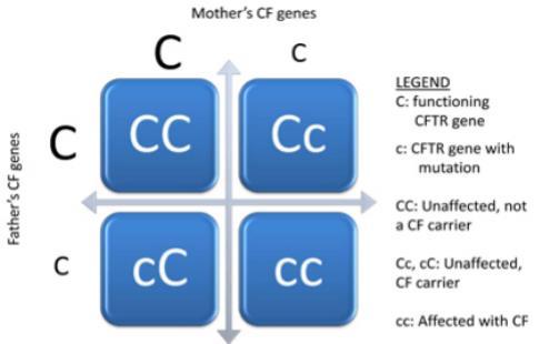 Cystic fibrosis is a autosomal recessive disease caused by an allele of the CFTR gene on chromosome 7 The CFTR gene codes for a chloride ion channel protein that transports chloride ions into and out