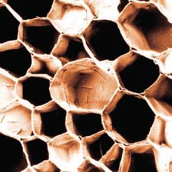 Cork is also known as nature s foam due to its alveolar cellular structure.