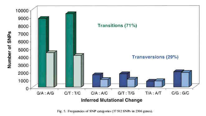 TRANSITIONS AND TRANSVERSIONS The higher level of