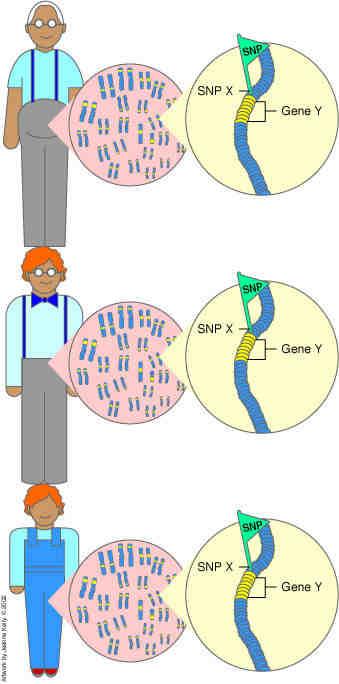 of gene SNPs can