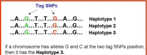 HAPLOTYPE STUDY Whole-genome genotyping of 10 million SNPs Technologically daunting Prohibitively expensive Researchers are trying to downsize the problem of