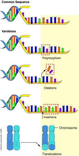 HUMAN GENETIC VARIATIONS Primarily two types of genetic mutation events create all forms of variations: Single base mutation which substitutes one nucleotide