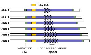 TANDEM REPEAT POLYMORPHISMS Tandem repeats or variable number of tandem repeats (VNTR) are a very common class of polymorphism, consisting of variable length of sequence motifs that are repeated in