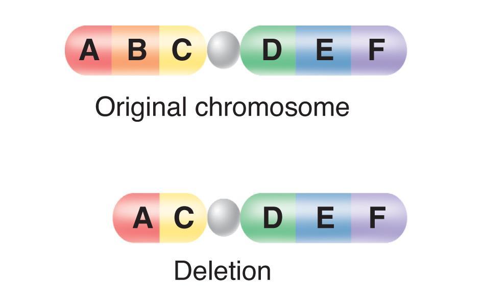 Kinds of Mutations Deletions involve the
