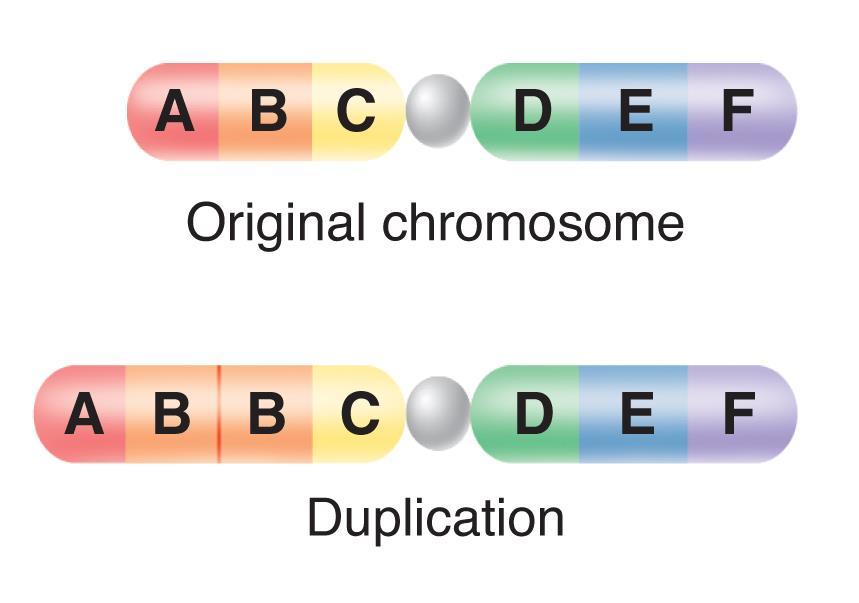Kinds of Mutations Duplications produce