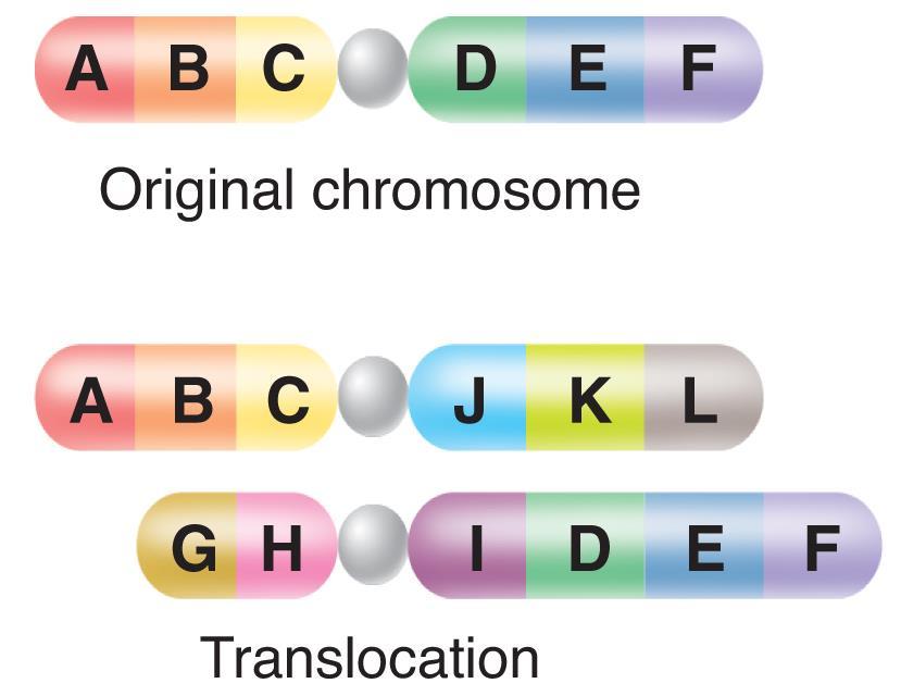 Kinds of Mutations Translocations occurs when part of