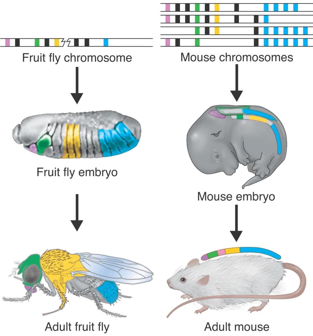 12-5 Gene Regulation Development and Differentiation Hox Genes Fruit fly chromosome