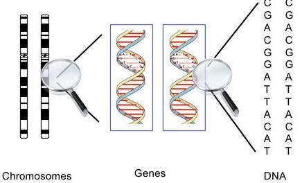 different forms Different forms of genes are called alleles Effects How well the protein