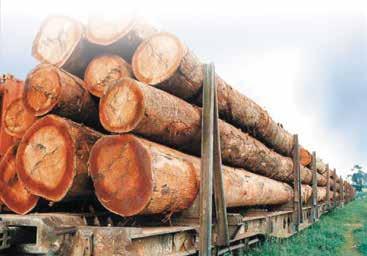 TIMBER TRADE IN WEST AFRICA The West and Central Africa sub-region is an important producer of wood products, although production is dominated by industrial round wood and primary processing (mainly