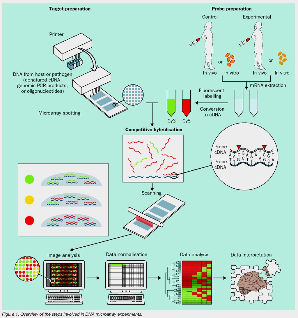 Comparative mrna Analyses Using Spotted Microarrays (not Affymetrix GeneChips) Note: this experiment