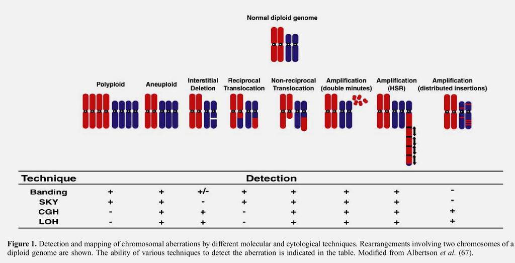 Microarrys Can Also be Used to Analyze Chromosomal Rearrangments CGH - Comparative genome