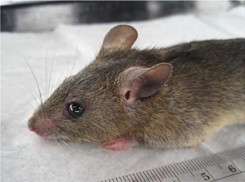 Lassa fever Disease Lassa fever is viral illness that occurs in West Africa.