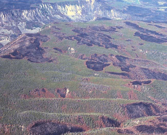RF Noss et al. Figure 2. A mosaic fire pattern in Madison Canyon, Yellowstone National Park, approximately one year after the major 1988 fires.