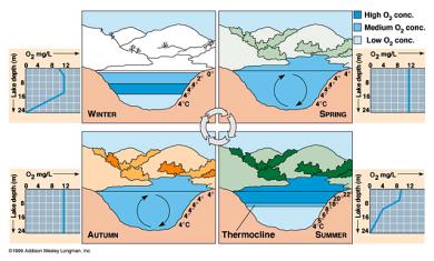 Mesotrophic lakes are in the middle of Oligotrophic and Eutrophic. Over long periods of time oligtrophic lakes become Eutrophic lakes.