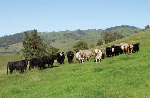 Calculating gross financial benefit/hectare Once you have an estimate of the stocking rate and the number of days that stock will be grazing the pasture to achieve the target weight gain, the gross