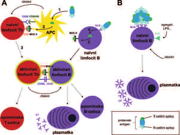 sodelujejo T-celice pomagalke (1, 11), zato jo imenujemo od limfocitov T odvisna aktivacija limfocitov B (slika 1A).
