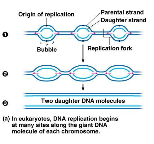 Origins of Replication = Special site(s) on DNA