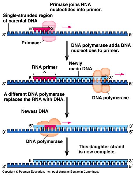 Step 6 - Priming Priming = due to physical limitation of DNA Polymerase, which can only add DNA nucleotides to an existing chain RNA primase initiates