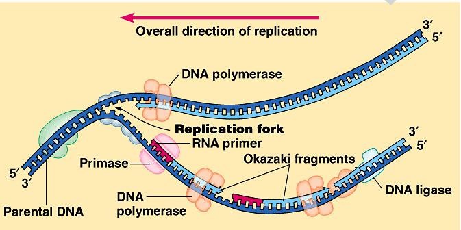 Step 8 DNA Ligase = enzyme that ligates or covalently bonds the Sugar-Phosphate backbone
