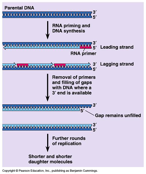 Problems with Replication Since DNA Polymerase can only add to a 3 end of a growing chain, the gap from