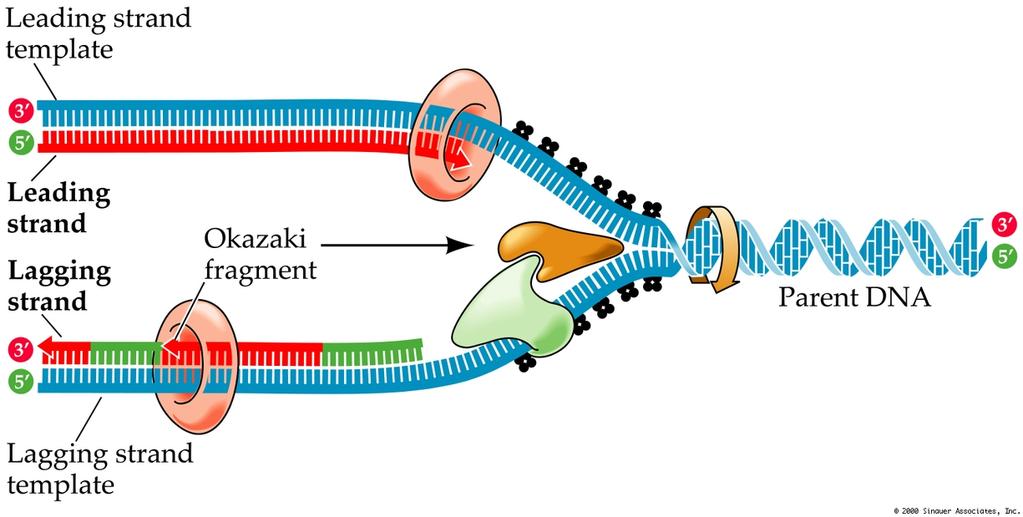 Many Proteins Collaborate at the Replication Fork