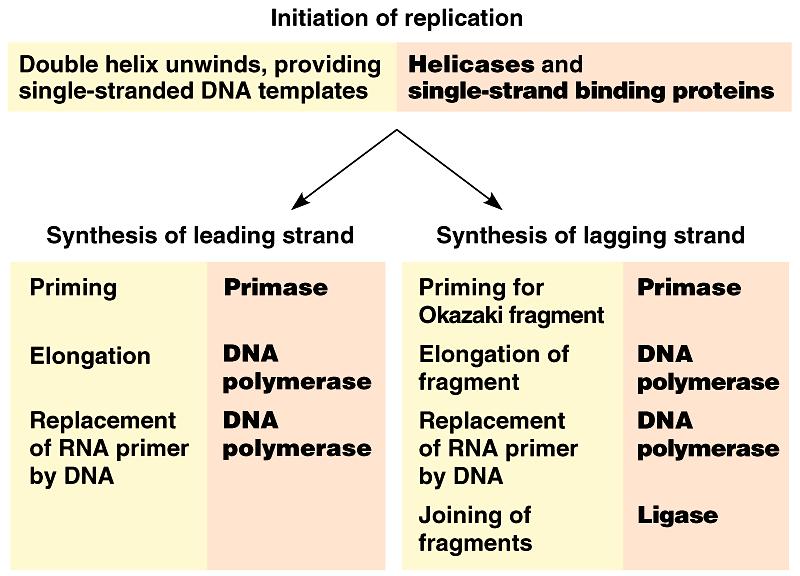 The main proteins of DNA