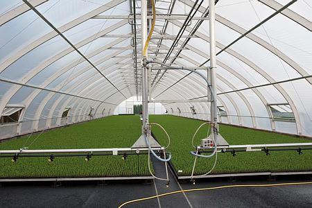 Use of artificial light in forest nurseries In Nordic countries, seedlings of forest tree species are traditionally grown under natural light conditions Artificial light is used for photoperiod