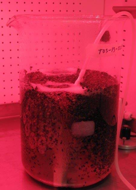1. Improved seed germination by red light exposure Red light is known to stimulate germination => activates phytochrome => seeds are able to germinate in darkness In preliminary tests, exposure to