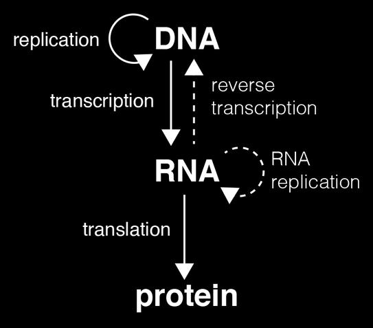 and loci (Natural) genetic variation RNA Transcripts (and