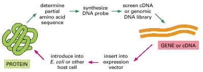 Molecular Cloning Genetics : Isolate the gene by genetic traits and express the protein to understand
