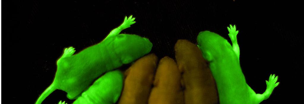 Luciferase gene found in firefly and the bacteria, the protein produces light in