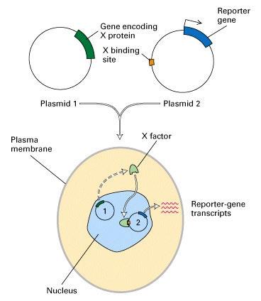 Molecular Cloning Use of Reporter gene: Identify trans-acting factors: Searching for gene (X-protein) that can trans-activate the expression of another gene under control of X-binding site.