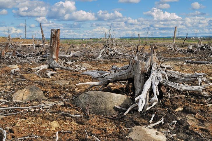 Global loss of forest and forest degradation