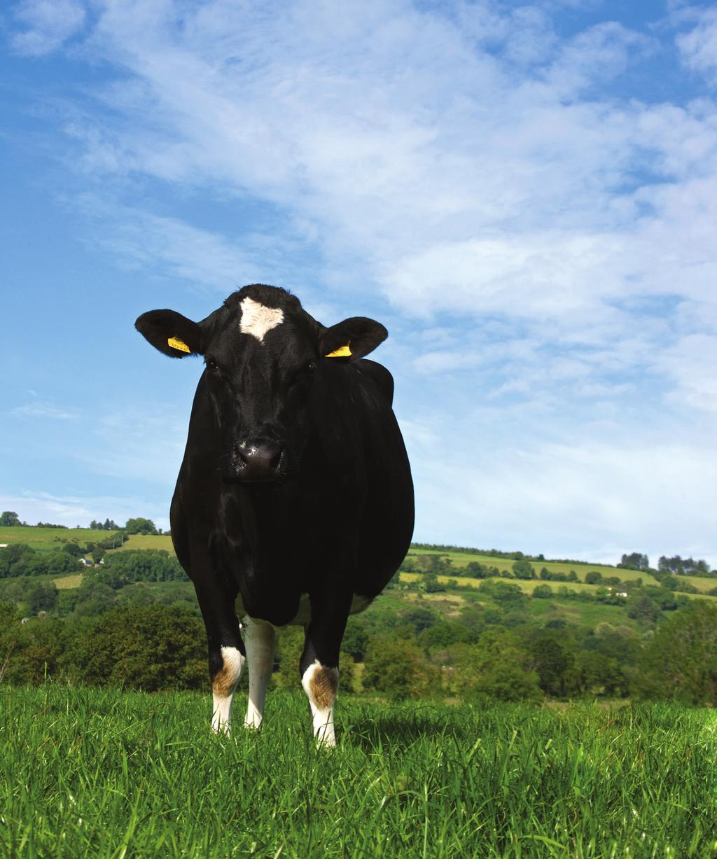 Animal & Grassland Research & Innovation Programme Teagasc Dairy Farm