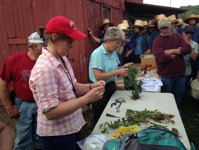 Anna took out a virus detection kit and demonstrated to the growers how the kit was used and was able to show a positive reading for tobacco mosaic virus.