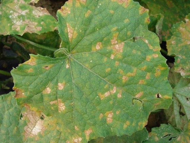 Once angular leaf spot is established in a cucumber field, there is really nothing to be done to control it.