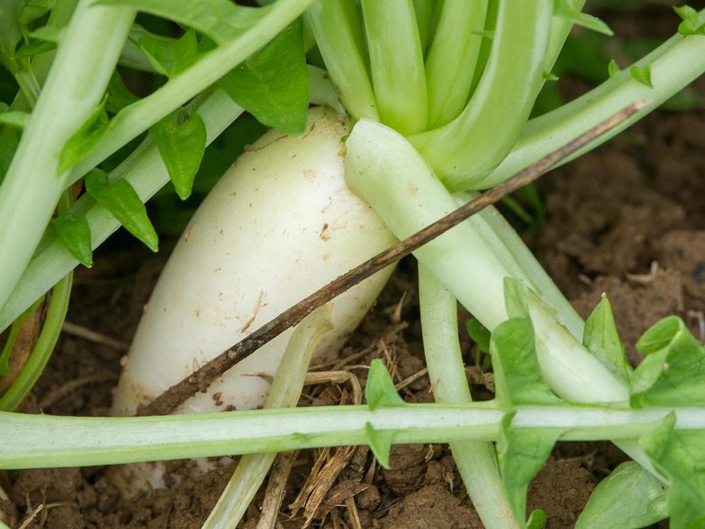 Radish The radish as a cover crop reduces soil