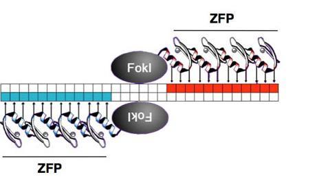 . Zinc Finger Nuclease and related techniques Zinc-Finger Nuclease (ZFN) Endonuclease DNA binding DNA binding Endonuclease ZFN- ZFN- Homologous Recombination ZFN-(HR) ZFN- Non Homologous End Joining