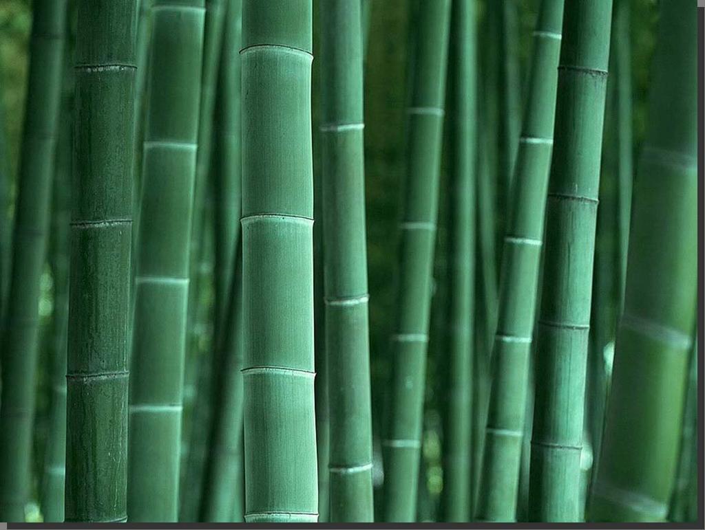 Serving daily need of mass people Medicine, construction, cosmetics... Why Bamboo?