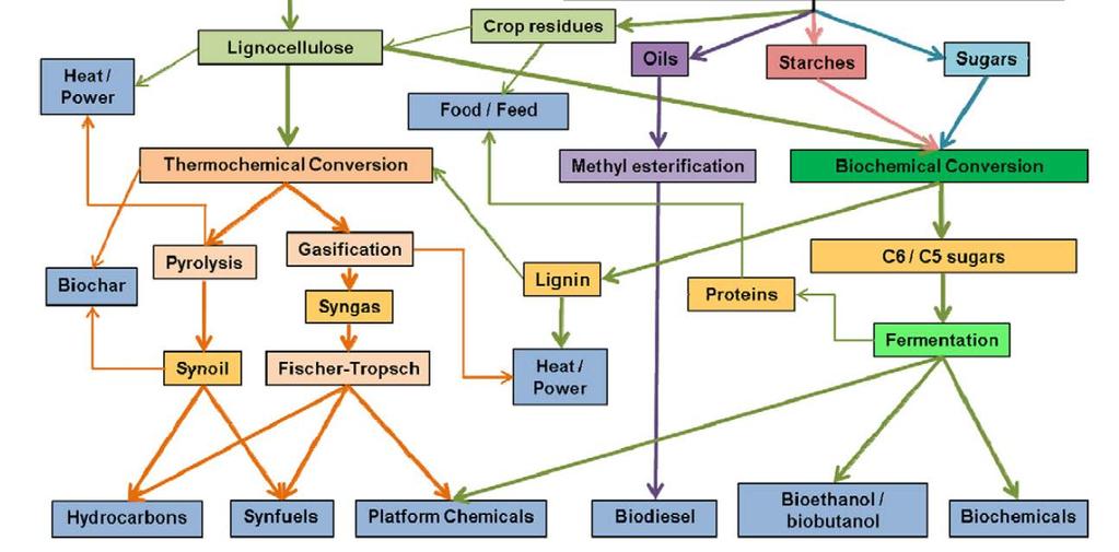 Biotechnology Pathways Organic Waste Lignocellulose Forest Residues Lignocellulose Energy Crops Oil Crops Starch Crops