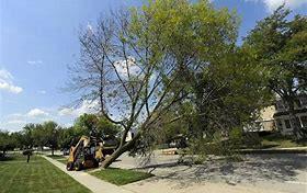 Emerald Ash Borer- State of Sioux Falls EAB has been confirmed.