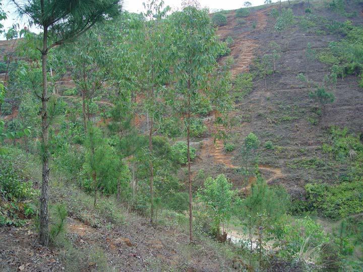 Tree plantation by local communities and/or individuals Pu Bei County, Guangxi Plantation Establishment: Eucalyptus hybrid, 700 seedlings