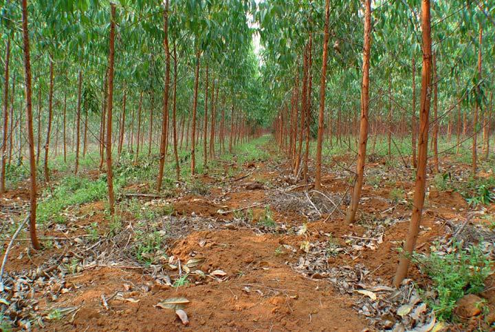 Tree plantation by local communities and/or individuals Zhanjiang Prefecture, Guangdong Plantation Establishment: Eucalyptus hybrid.
