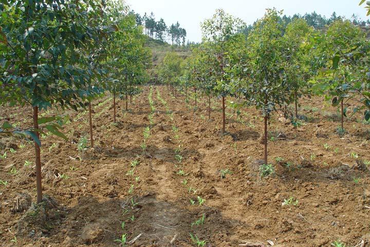 Tree plantation by local communities and/or individuals Shan Lin County, Guangxi Plantation Establishment: Eucalyptus hybrid. 160 mu (approximately 10.